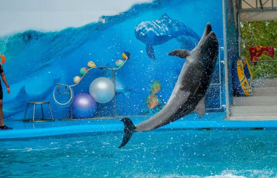 Dolphin show Dubai