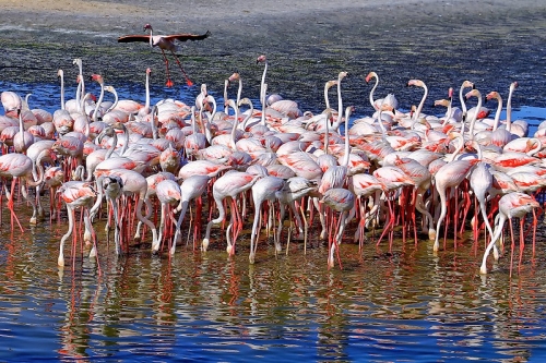 Ras Al Khor Flamingos, Dubai