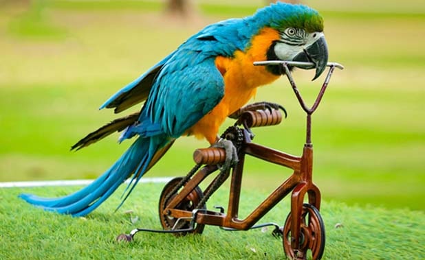 Creek Park Exotic Bird Show