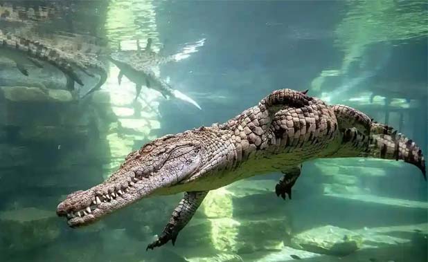 Dubai Crocodile Park Tickets