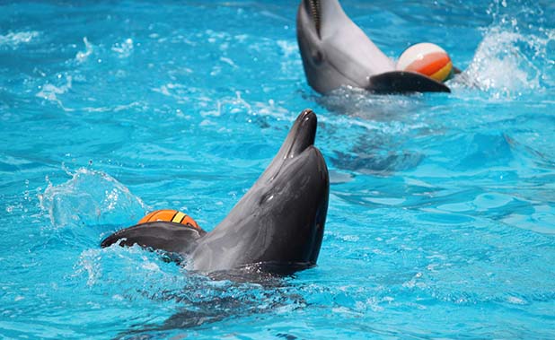 Dubai Dolphinarium