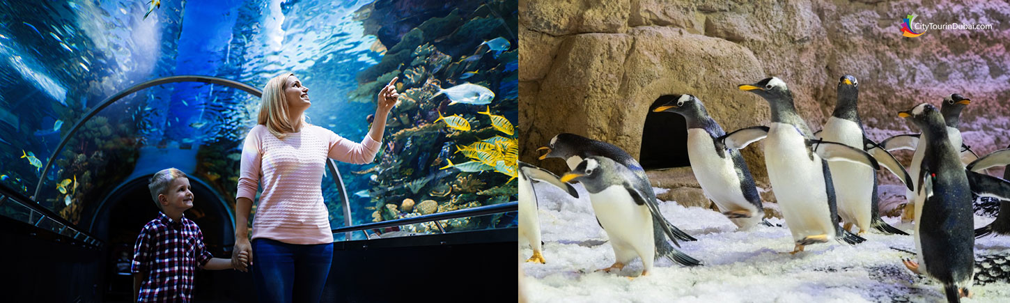 Dubai Aquarium and Penguin Cove