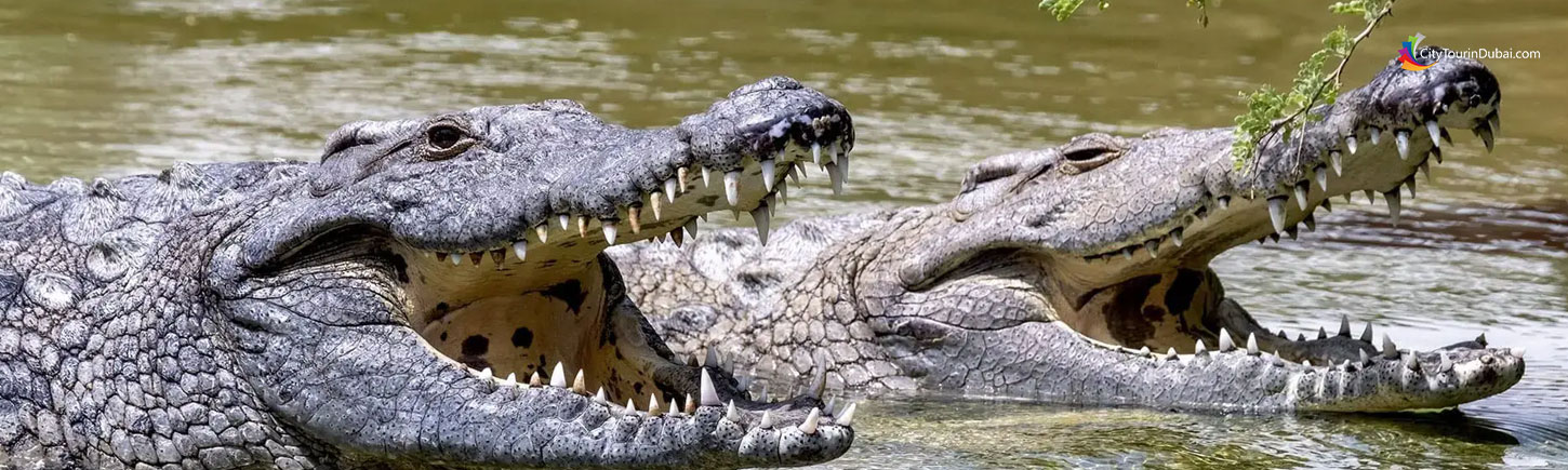 Dubai Crocodile Park